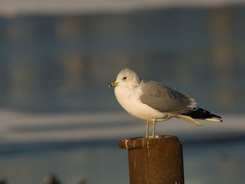 Larus canus Stormmeeuw Common Gull